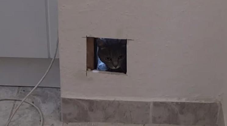 Maszat macska kalandja az óbudai panel falai között