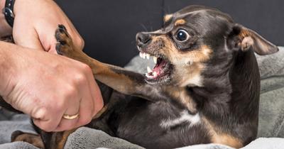Kutyaharapások elkerülése testbeszéddel