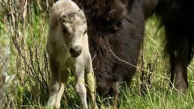 Eltűnt a Yellowstone Nemzeti Park ritka fehér bölényborja