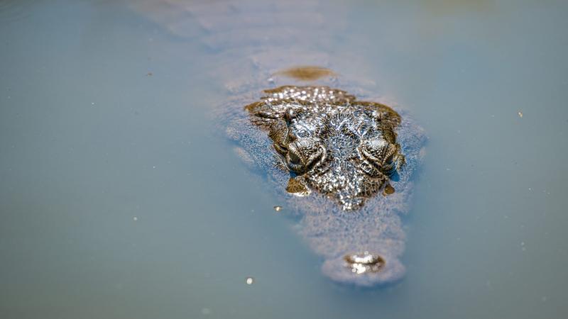 Egy százéves rejtély: valóban élt krokodil a Dunában?