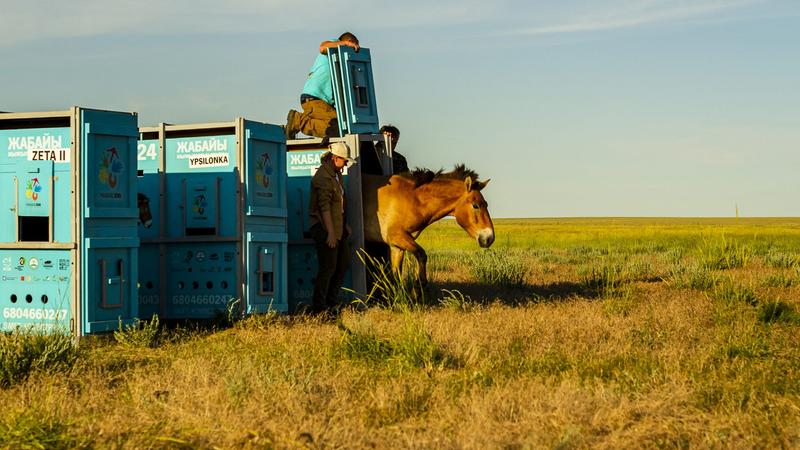 Vadlovak visszatértek a kazah sztyeppére egy európai projektnek köszönhetően