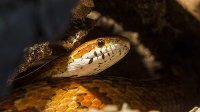 Kétméteres kígyót mentettek ki egy kerti fészer alól Portsmouth-ban