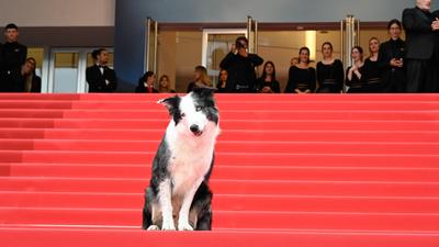 Messi, a border collie, Cannes-i Filmfesztivál négylábú sztárja