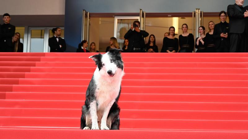 Messi, a border collie, Cannes-i Filmfesztivál négylábú sztárja