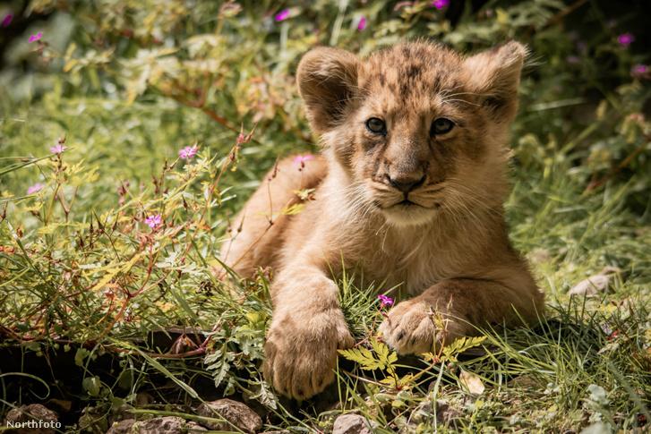 Kéthónapos oroszlánkölykök kápráztatják el a látogatókat a londoni állatkertben