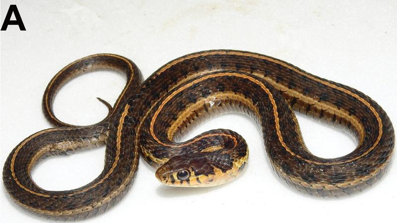 Felfedezték a rejtőzködő Ahumada-szalagoskígyót Mexikó hegyeiben