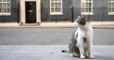 Macskák a Downing Streeten: Larrynek új kihívója érkezik