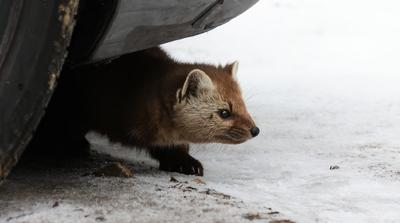 Védje meg autóját a nyest okozta károktól egyszerű megoldásokkal