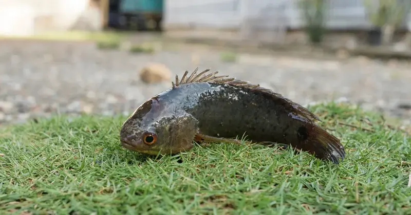 Az ázsiai kúszóhal: Egy faj, ami napokig életben marad a szárazföldön