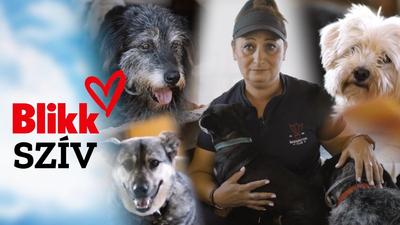 64 kutya keresi szerető gazdáját a Csalódott Állatok Csodálatos Otthonában