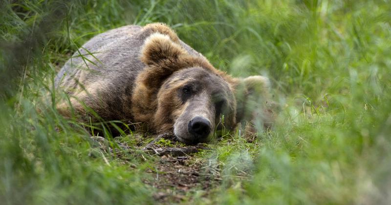 Egyre több barna medve tűnik fel Magyarországon