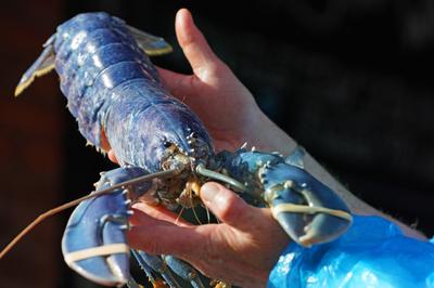 Rendkívül ritka kék homár bukkant fel brit halászok hálójában