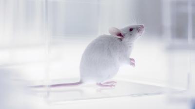 Egerekkel a gyógyszerfejlesztés frontvonalában: emberi immunrendszerrel