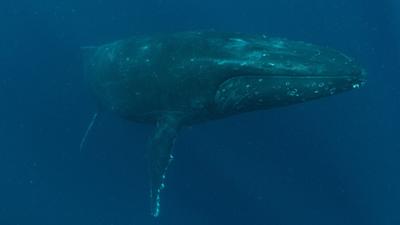 SETI kutatók sikeres kommunikációt értek el egy hosszúszárnyú bálnával