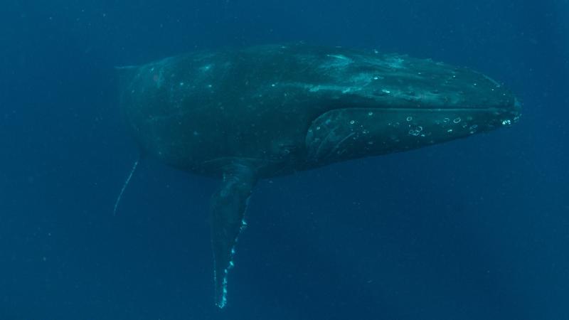 SETI kutatók sikeres kommunikációt értek el egy hosszúszárnyú bálnával