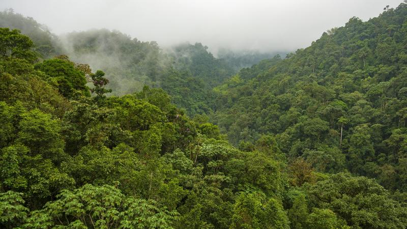 Felfedezték a rejtőzködő pillangót Ecuador őserdejében