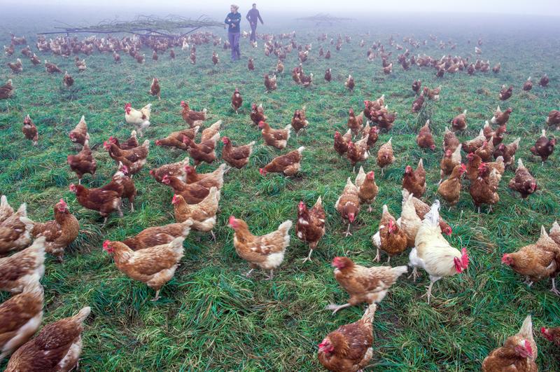 Csirkeinvázió Angliában: 100 vad csirke tartja rettegésben Snettisham faluját