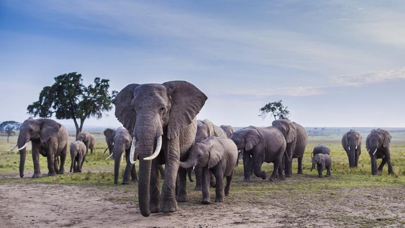 Afrikai elefántok, akik saját nevekkel kommunikálnak