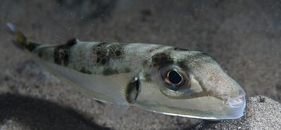 Mérgező ezüst csikóhalak jelentek meg az Adriai-tengerben