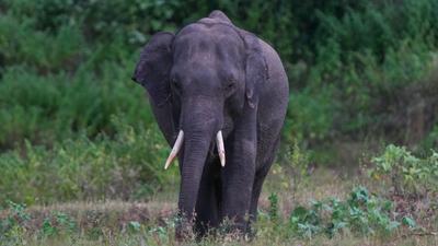 Elefánt okozott pánikot egy srí lankai vallási ceremónián
