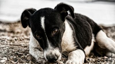 Megmentett láncra vert kutya Veszprémben: állatkínzás gyanúja