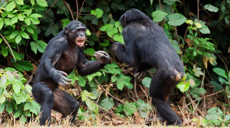 A bonobók nem is olyan békések: gyakori verekedések a hímek között