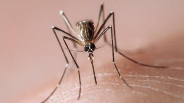 Kiterjedt szúnyoggyérítés kezdődik kilenc megyében a héten