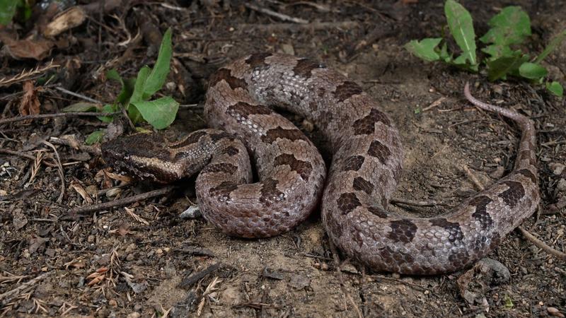 Felfedezték az Ovophis jenkinsi nevű új mérges kígyófajt Kínában