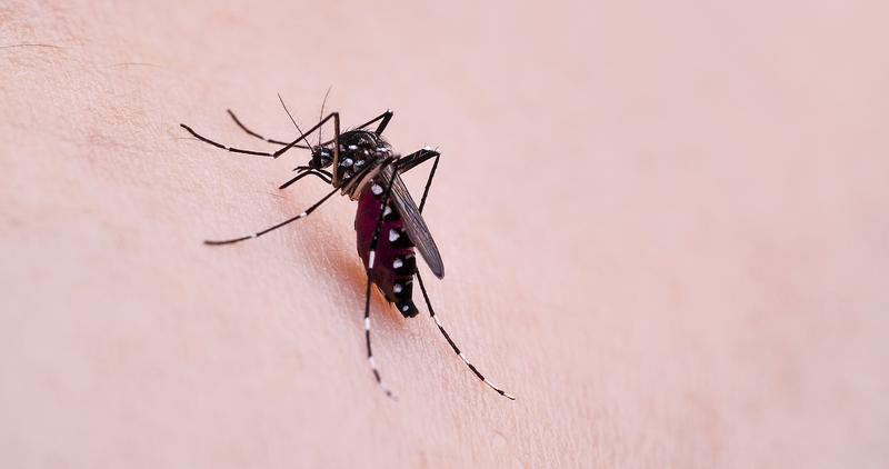 A Dengue-láz tünetei és terjedése Magyarországon