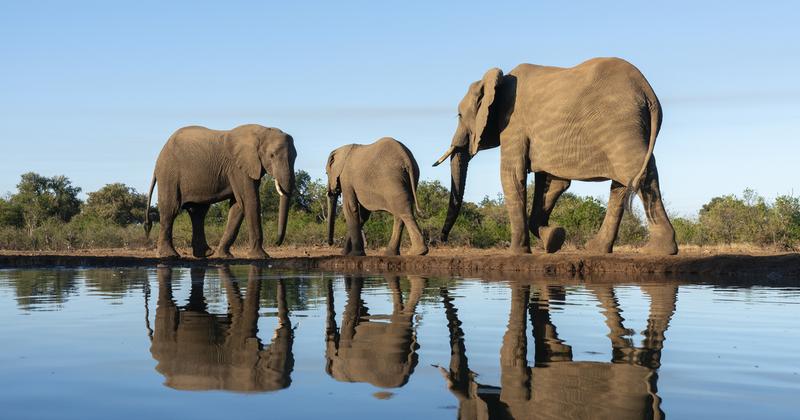 Az elefántok neveken szólítják egymást: Új kutatás eredményei