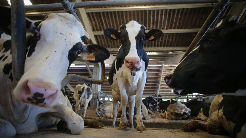 Magyarország harcba száll a műhús és tejimitátumok ellen