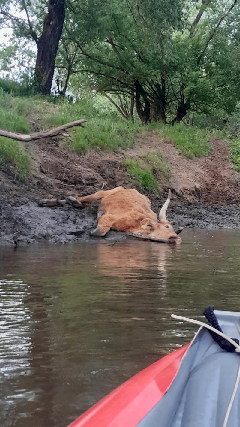 Kajakos mentette meg a Sajó folyóban rekedt szarvasmarhát