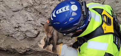 Apró rókakölyköt mentettek ki egy mély gödörből Visegrádon