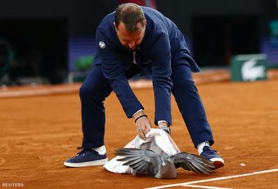 Galamb okozott fennakadást a Roland Garros Medvegyev-Machac meccsén