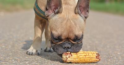 A nyári kukoricacsutka veszélyei kutyákra: Mit kell tudni?