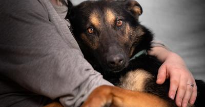 Egyre több a szívférges kutya Magyarországon: emberre is veszélyes lehet