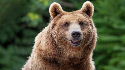 Medve ejtett el egy kacsacsaládot Seattle-i állatkertben