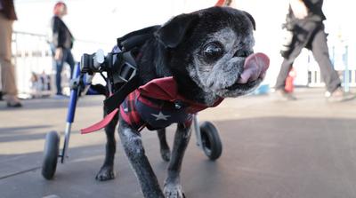Ünnepeld a tökéletlenséget: Kaliforniai verseny a világ legrondább kutyáiért