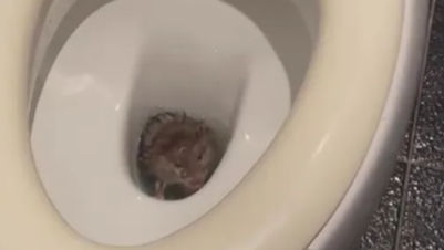 Rémület egy skót otthonban: óriáspatkány a családi vécében