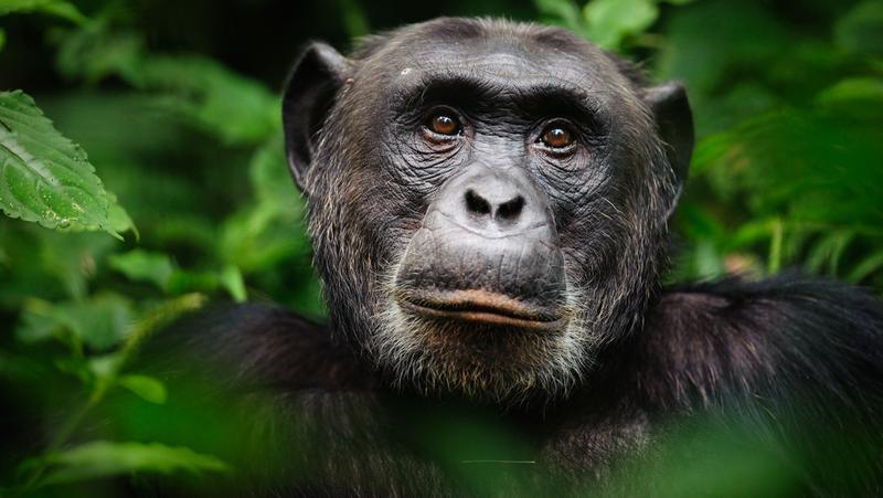 A csimpánzok gyógyító tudása forradalmasíthatja a gyógyszerkutatást