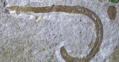 400 millió éves, Dűne féregre hasonlító ősi ragadozó maradványait találták meg Angliában