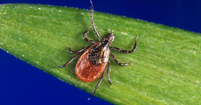 Az izzadás lehet a titkos fegyver a Lyme-kór ellen