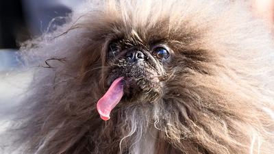 Wild Thang lett a világ legcsúnyább kutyája a pekingi versenyen