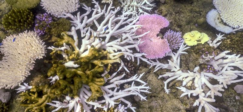 A Nagy-korallzátony kritikus állapotban: a korallok 73%-a fehéredett