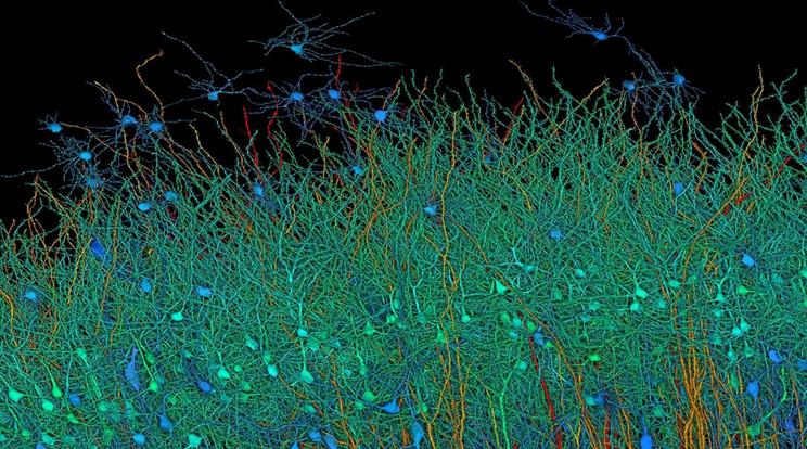 Az emberi agy és MI fejlődése: Új kutatási eredmények